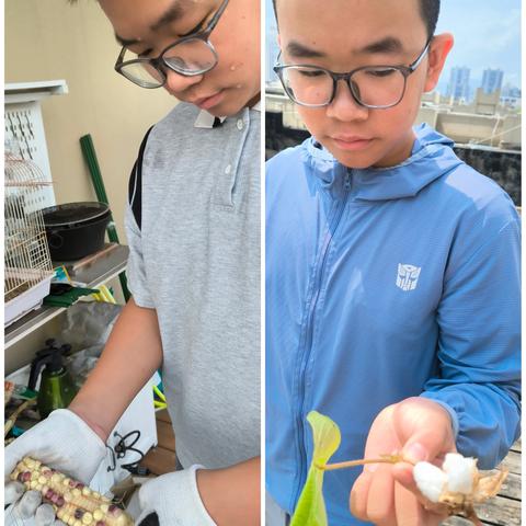 自己动手，丰衣足食——玉米&棉花种植日记温州市南浦实验中学七年级11班  张亦辰