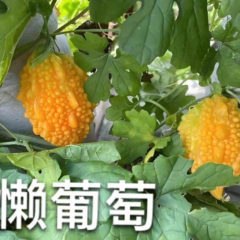 为什么植物开花时间有差异？