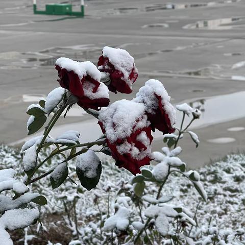 初雪，校园