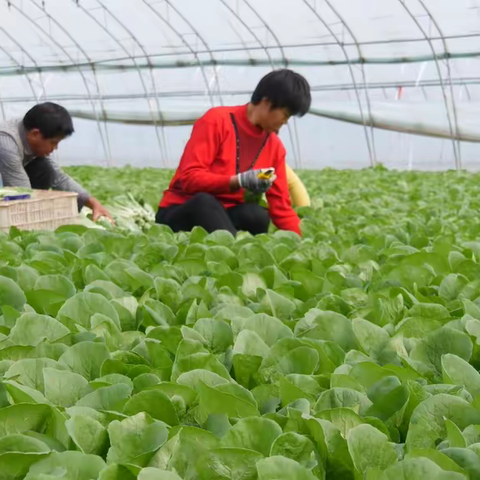 朱洪庙镇任庄村：小油菜中做成大产业