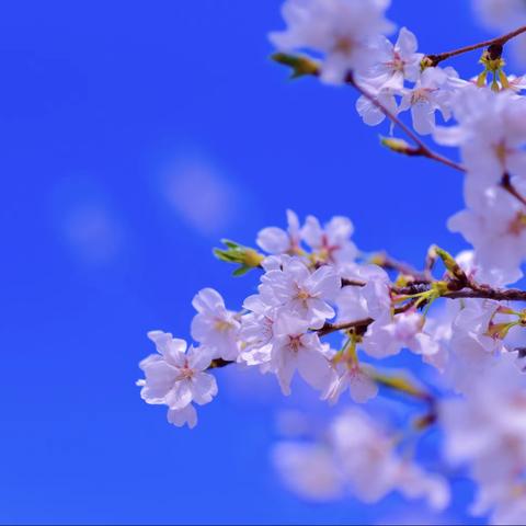 “三月的风，四月的雨，不及校园中的我们”———高二二部宣