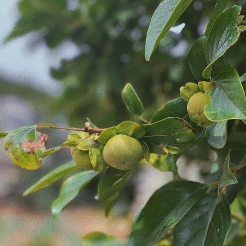 范县第九幼儿园的简篇