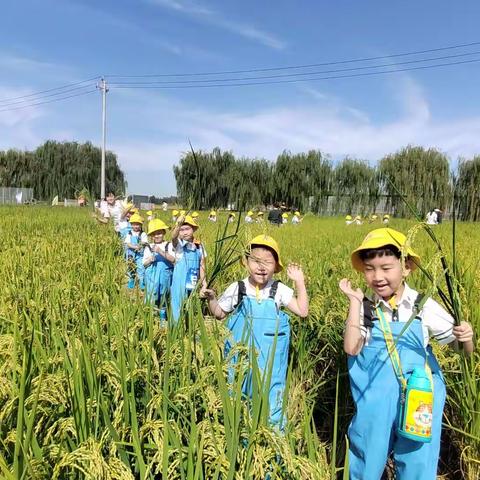 【邂逅田园    遇“稻”幸福】 ——贝比星幼儿园研学活动