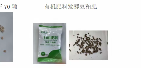 科学观察日记-《探究阳台上的精灵植物-樱桃小番茄》