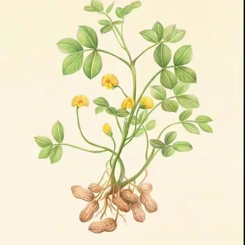 丰收之季•幼遇花生——生态谷育桐幼儿园大班组花生收获记