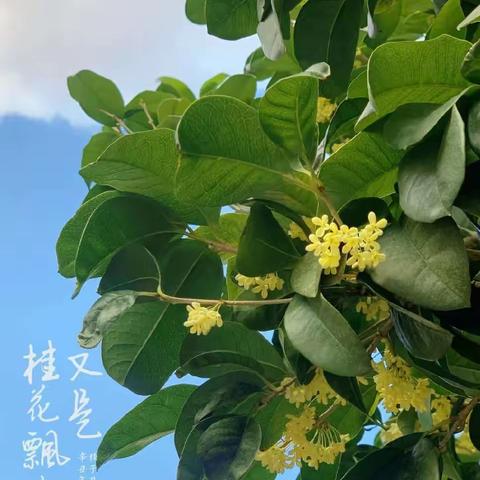 时光不语，静待花开—303班周记