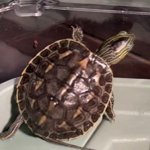 爬行时光实验室