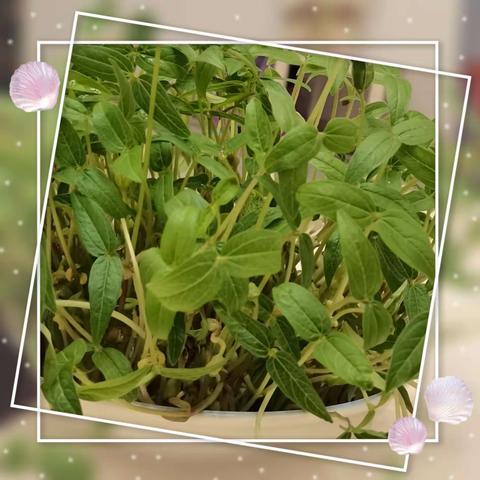 【南昌县第一幼教集团幸福雅苑分园·班本课程】中二班《豆子大家族》