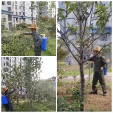 全面消杀 灭蚊防蚊——翠江镇小溪社区积极开展预防登革热工作