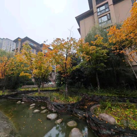 枫林九溪竹韵11月工作简报