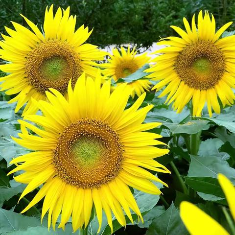 走进幼儿园  社区送宝典---- 探索千奇百怪的植物