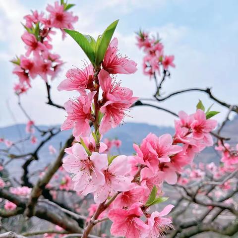 美术活动《桃花朵朵开》