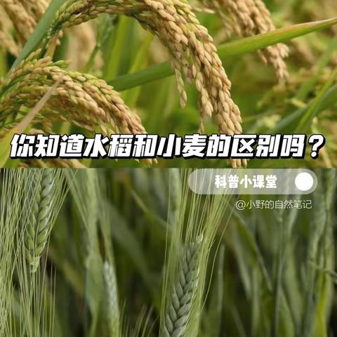 🍃的简篇