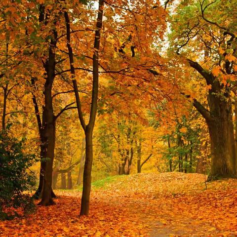 落叶🍂·知秋🍃——米子田幼儿园