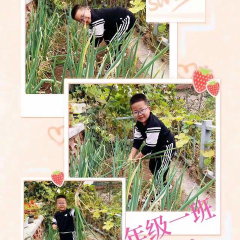 “金秋丰收，快乐农忙”———石门寨小学劳动实践活动