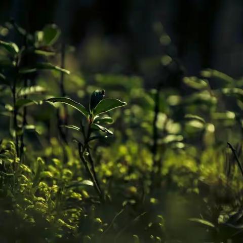 好校长能成就好学校，管理好学校需摆正这6种关系
