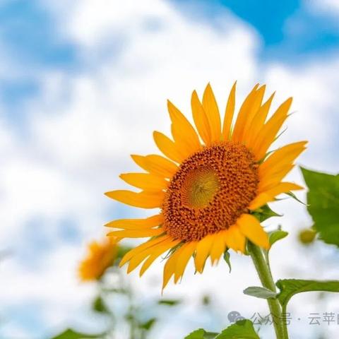 《人民日报》：“先努力优秀，再大方拥有。眼界不够，看到的都是问题；格局不够，纠结的都是鸡毛蒜皮。愿你熬过万丈孤苦，藏下星辰大海”
