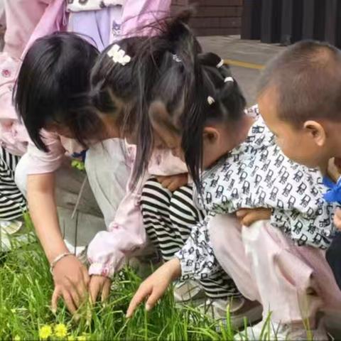 吴小附幼·项目化主题活动 ——蚕宝成长日记