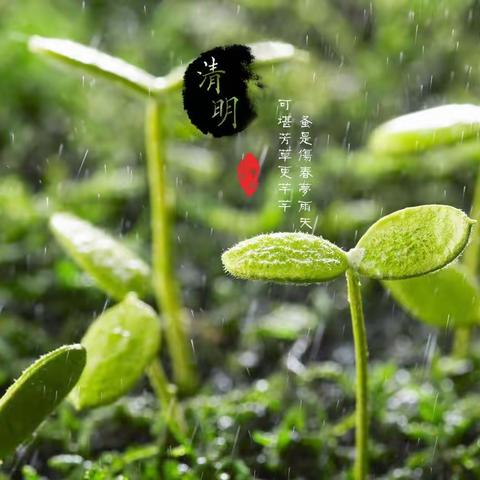 “春雨润于心，清明融于情”——西苇镇中心幼儿园清明节主题活动