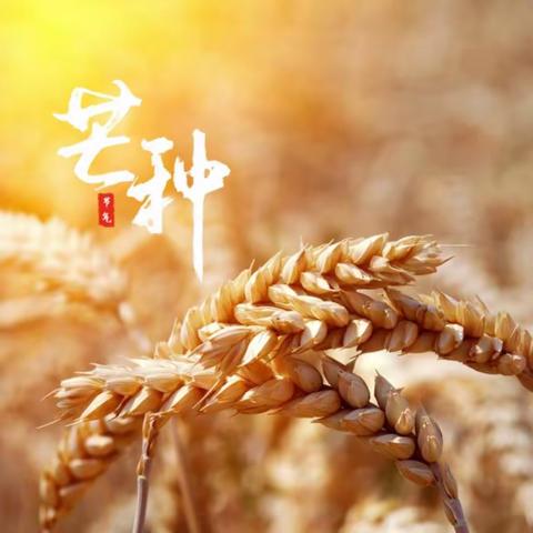 “🌾风吹麦成浪，蝉鸣夏始忙”——西苇镇中心幼儿园芒种节气主题活动