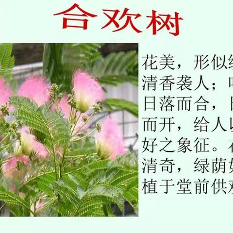 一棵能开花的树——《合欢树》 马家峪幼儿园小班科学探索