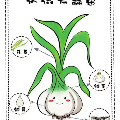 蒜苗成长记———马家峪幼儿园小中班亲近自然课程