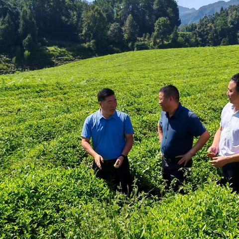 任胜调研抹茶基地建设及凤茶集团工作推进情况