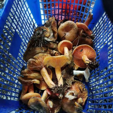 锦瑟的简篇