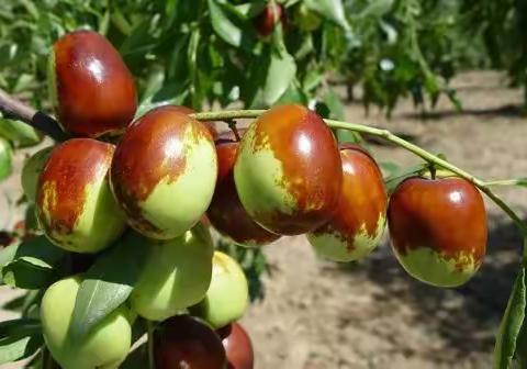 劳动实践1日营 | 9.10丰收的季节，一起【探秘枣园】【甜枣采摘】【自制葡萄罐头】【蜜薯挖掘】