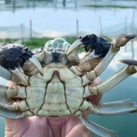 “蟹”天“蟹”地1日营 | 国庆10月1日/10月6日 探秘“蟹老板”【嗨钓大螃蟹】【蒸螃蟹】【螃蟹竞速赛】【螃蟹创意坊】