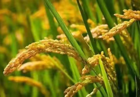 水“稻趣”成1日营｜10月14日（周六）/15日（周日）稻子熟了【收割水稻】【脱粒】【草地排球赛】【水稻艺术画】