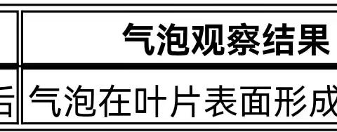 绿色呼吸 菠菜叶中气泡的奥秘