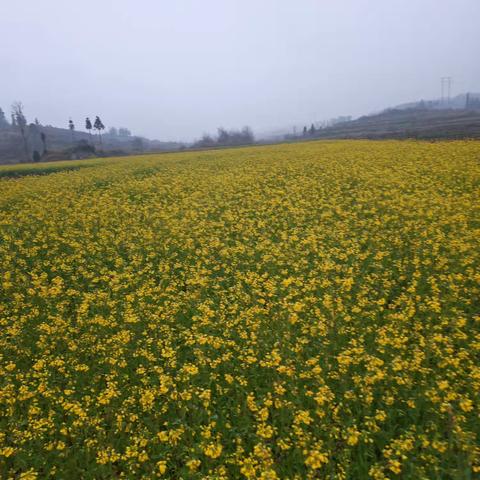 青山的油菜花海
