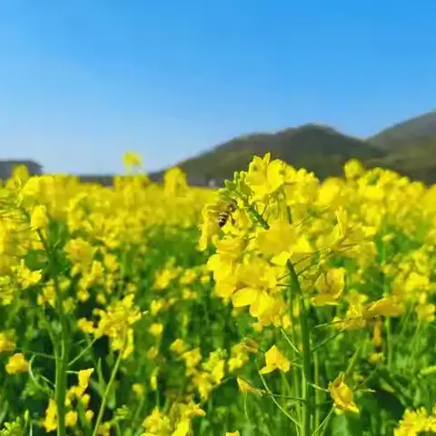 二十四节气之清明油菜花 大干言幼儿园研学活动