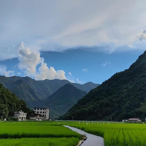 游稻田，赏荷花