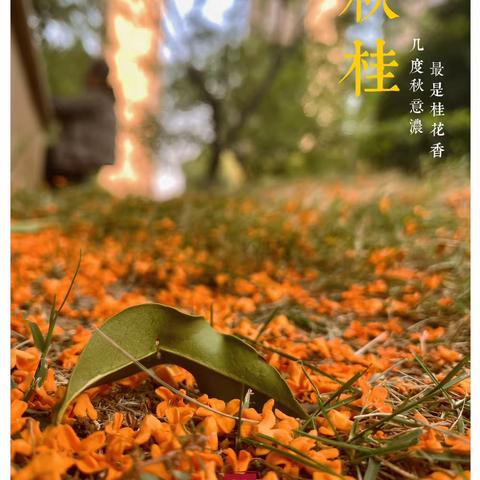 玉露泠泠  桂香悠悠