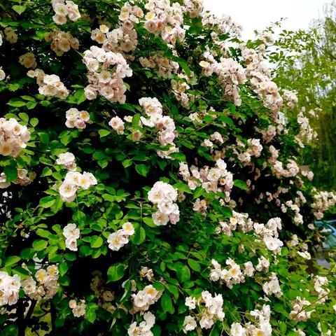 这一次，我为生命而喝彩