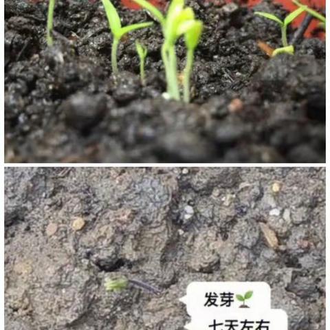 小番茄🍅成长记！   记录者: 五年二班          刘佳奇