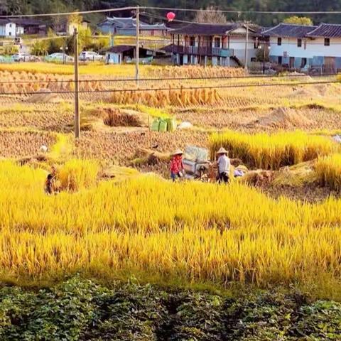 多彩的季节——秋天