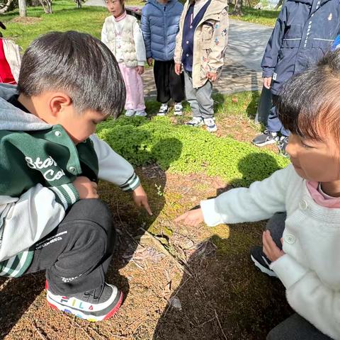 一起“趣”探藓——南山湖幼儿园中三班班本课程