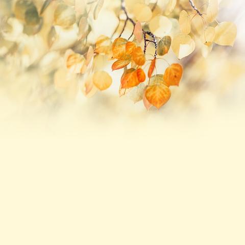 秋分时节，“食”趣满园——新花园幼儿园小班段节气主题活动