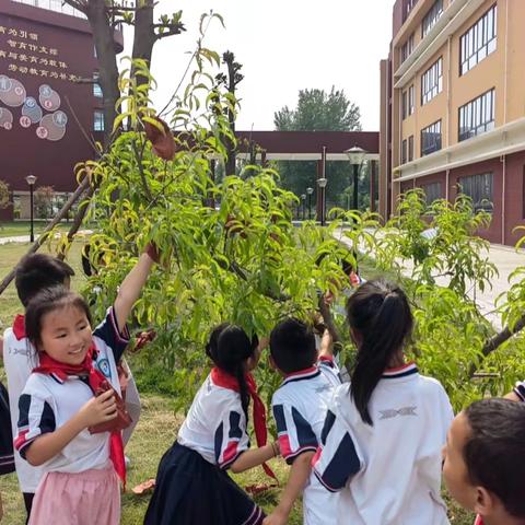 桃李不言自成蹊,童心播种结硕果——驻马店市东祥小学桃园收获季