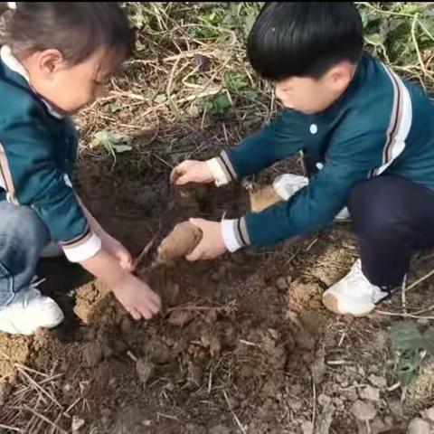 薯香里的成长时光——大班红薯丸子课程故事