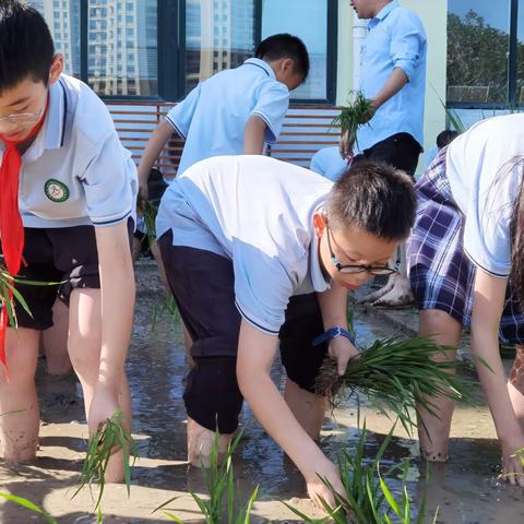 “到”田插秧，感受“梅”好时光——天宁小学校园劳动基地实践掠影