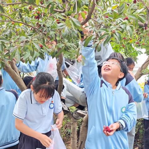 [和雅天宁·劳动实践] 采摘初夏滋味，收获劳动喜悦——天宁小学506班开展杨梅采摘实践活动