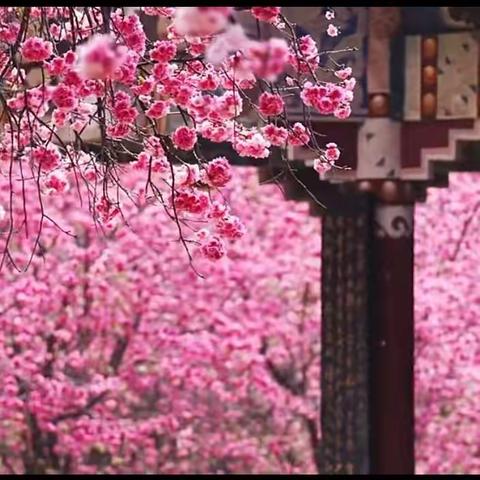 【多彩校园】春有约 花不误 ——记2023级春游赏樱花活动