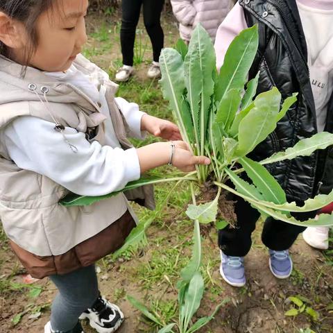 春种秋收 梁村幼儿园劳动实践课