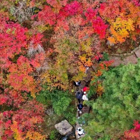 秋天看“枫”景，还是九如山！赏秋风染醉，听泉水叮咚，一生至少要有一次九如赏枫！