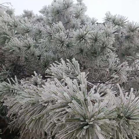 春雪