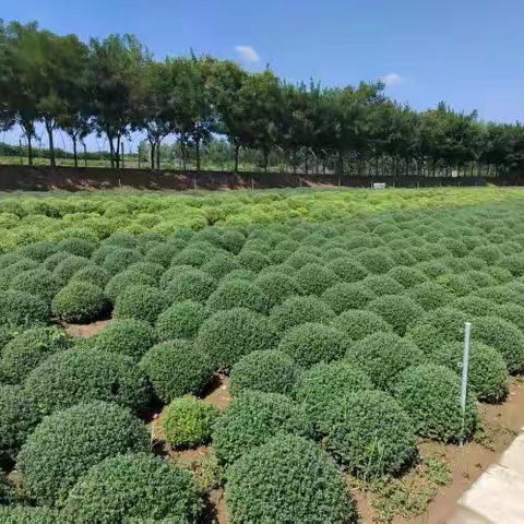 美丽周村菊花展